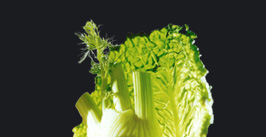 kohl
